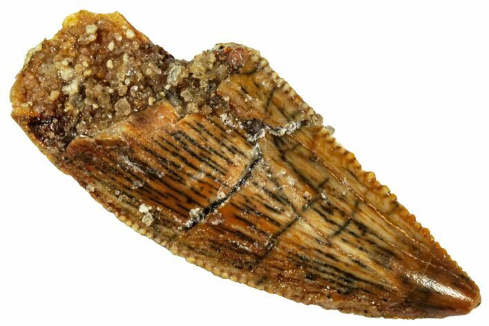 Serrated, Raptor Tooth - Real Dinosaur Tooth #296207